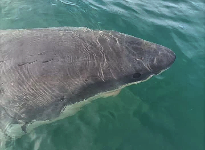 Tiburón blanco filmado en 2021 en el interior del puerto exterior de Punta Langosteira cerca de la ciudad de A Coruña