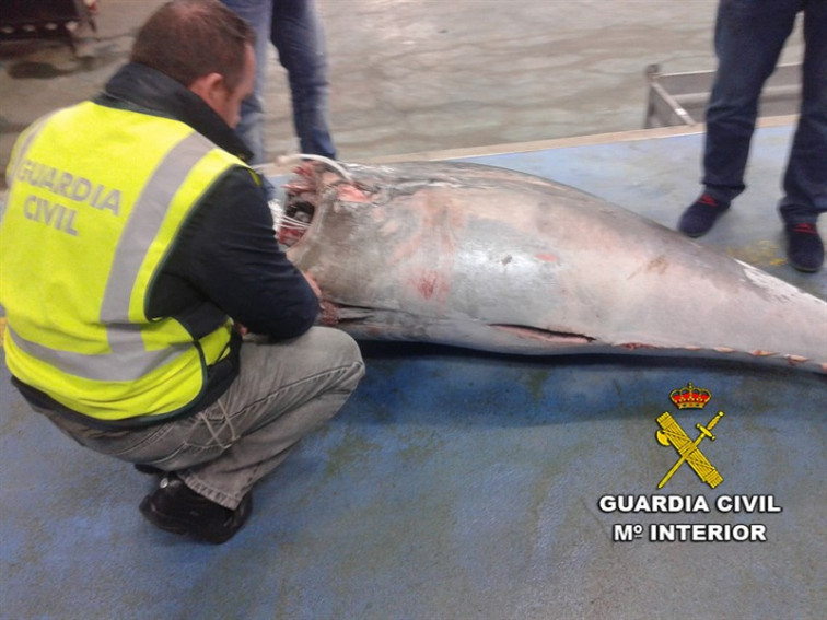 ​Un barco sin licencia pretendía descargar 27 toneladas de atún rojo en Moaña