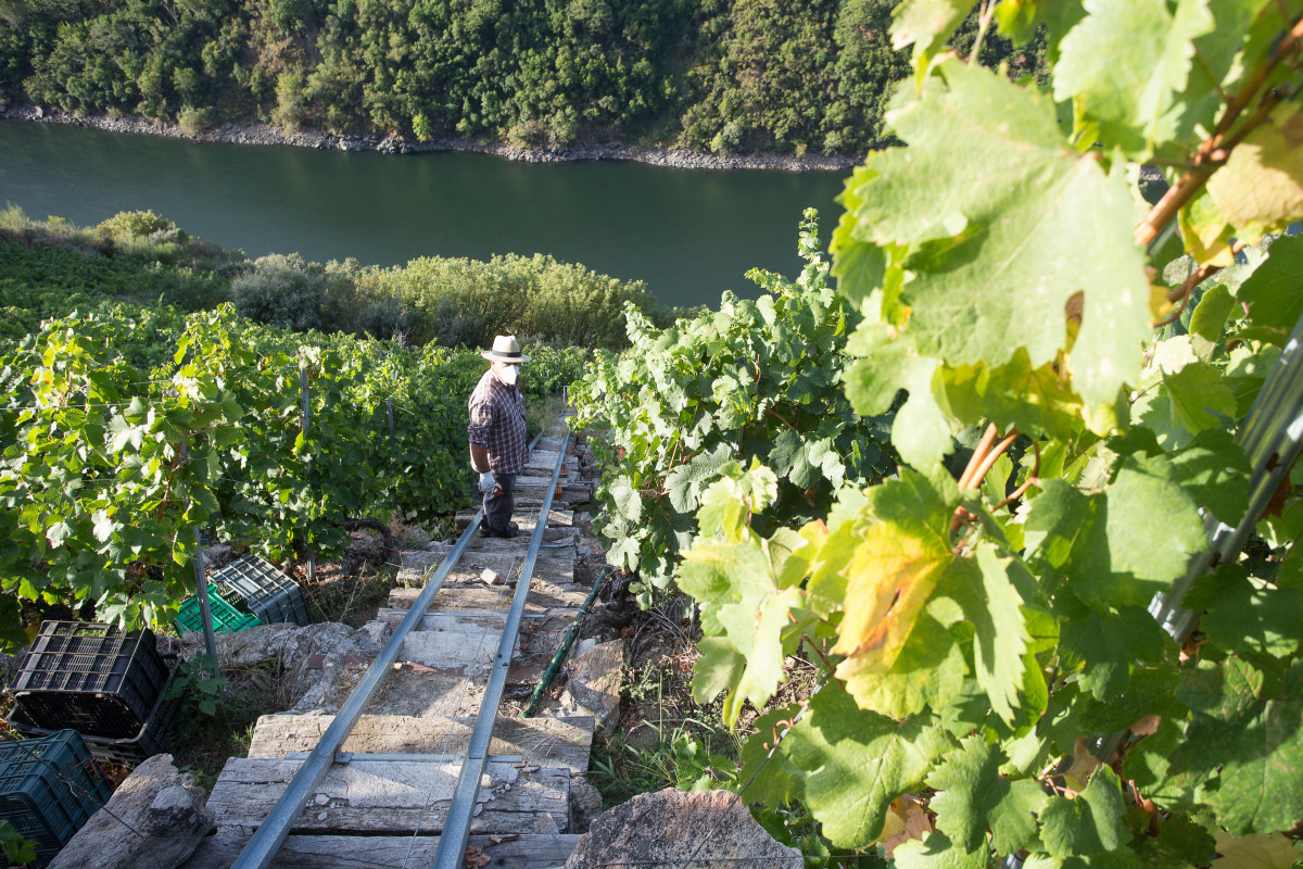 Archivo - Un vendimiador recoge la cosecha en el viñedo de la Bodega Algueira de la D.O. Ribeira Sacra de Lugo durante la temporada 2020, en Doade, Lugo, Galicia.