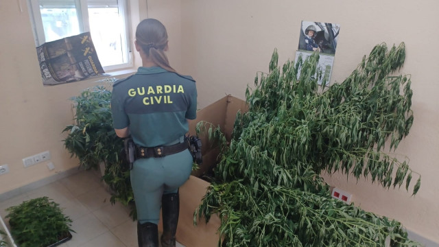 Plantación de marihuana en una vivienda de Monterrei (Ourense).