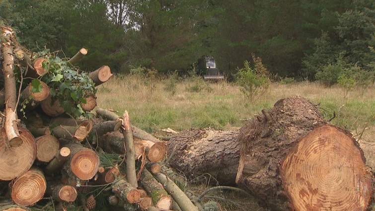 Accidente mortal al aplastar un árbol a un trabajador en Lugo