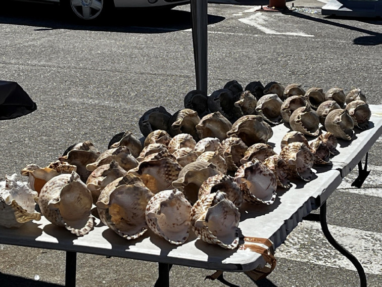 El mercado negro de la venta ilegal de caracolas marinas, una especie protegida en las costas gallegas