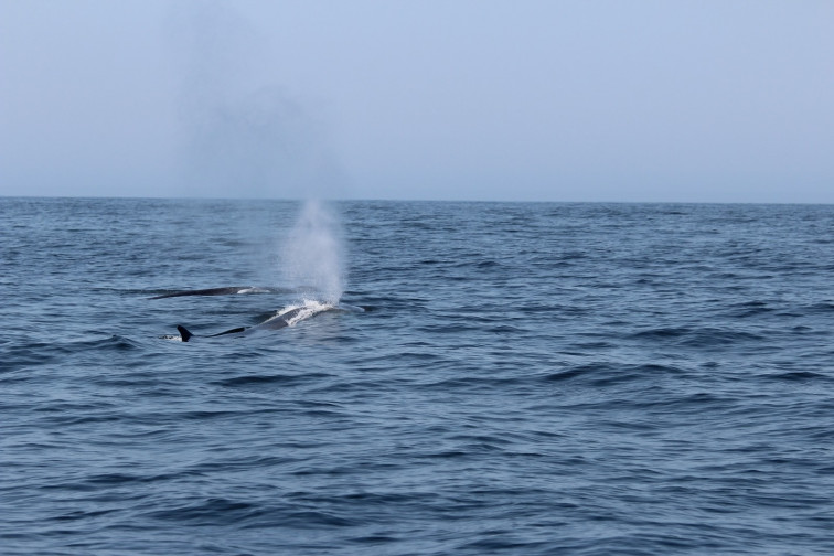 Más de una docena de ballenas divisadas en las Illas Sisargas, el enésimo avistamiento este mes