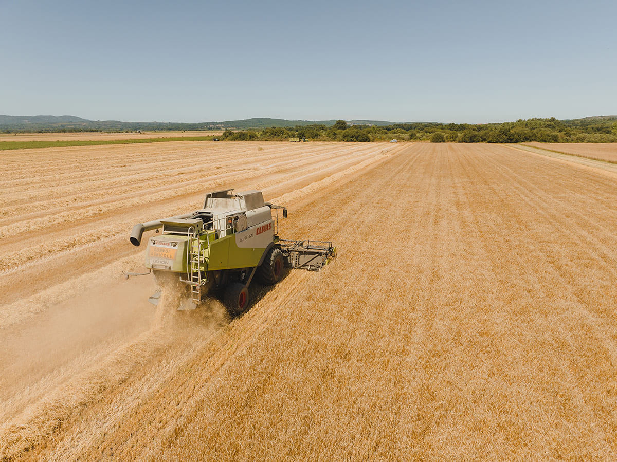 Cultivo de cebada en Xinzo de Limia