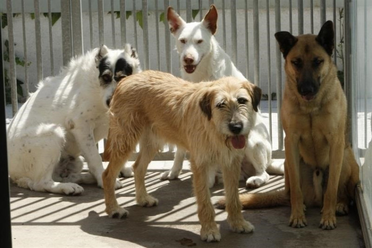 ​Os cans abandonados no Camiño buscan refuxio