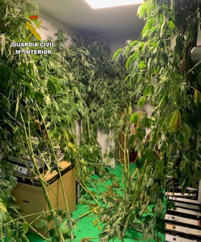 Plantas de marihuana interceptadas por la Guardia Civil a un vecino de Moaña (Pontevedra).