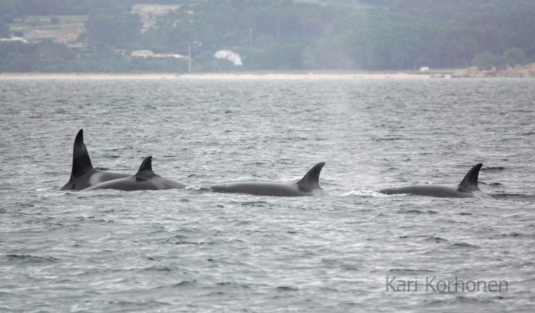 ¿Quién es quién en la familia de orcas que visitó la ría de Arousa? Están Toñi, Pingu, Gladis...