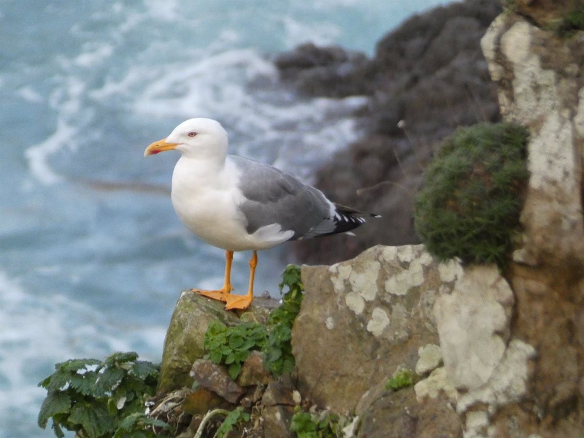 Gaviota patiamarilla