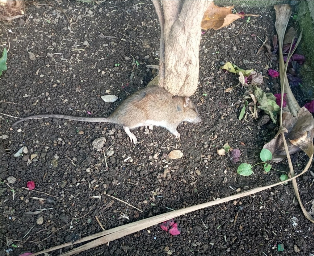 Rata en el patio del CEIP Altamar en una imagen publicada por Vigoalminuto