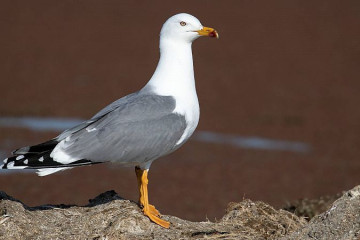 Gaviota patiamarilla gripe aviar