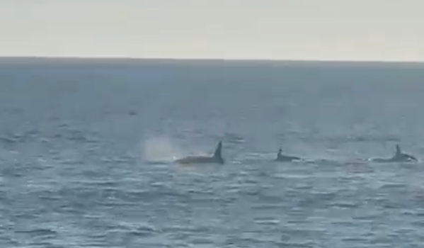 (VÍDEO) Un grupo de media docena de orcas sorprende a los viajeros hacia la Illa de Ons