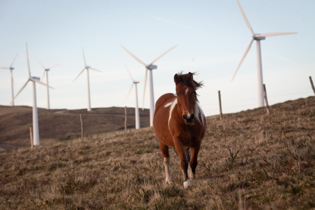 Archivo - Un caballo pasea en el parque eólico de Vilachá, a 15 de marzo de 2024, en Lugo, Galicia (España). Dicho parque, que se encuentra entre los concellos lucenses de Ourol y Muras, ha visto paralizada (por el Tribunal Superior de Xustiza de Galicia)