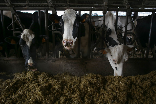 Archivo - Varias vacas en una ganadería de lácteo