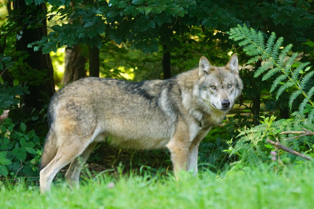 Archivo - Un lobo