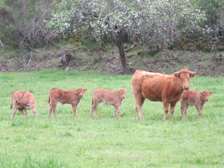 ​La carne gallega de vaca y buey, reconocida con una Indicación Geográfica Protegida