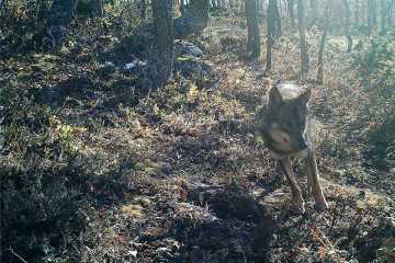 Archivo - El Gobierno cántabro pagará las indemnizaciones por daños de lobo atrasadas por la aseguradora