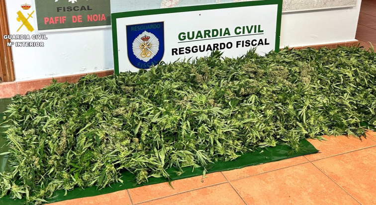 Investigado un vecino de Noia después de localizarse una plantación de marihuana en una finca junto a su domicilio