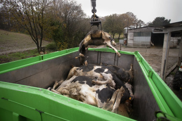 Archivo - Un camión mete en un contenedor a una vaca muerta, en una ganadería de lácteo en la parroquia de Piñeiro, a 14 de noviembre de 2023, en Xermade, Lugo, Galicia (España). Son 18 comarcas 