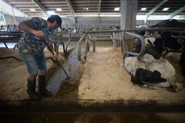 Archivo - Un ganadero junto a vacas de una ganadería de lácteo en Sabadelle, a 7 de agosto de 2023, en Chantada, Lugo, Galicia (España). Ganaderos gallegos han denunciado en los últimos días 