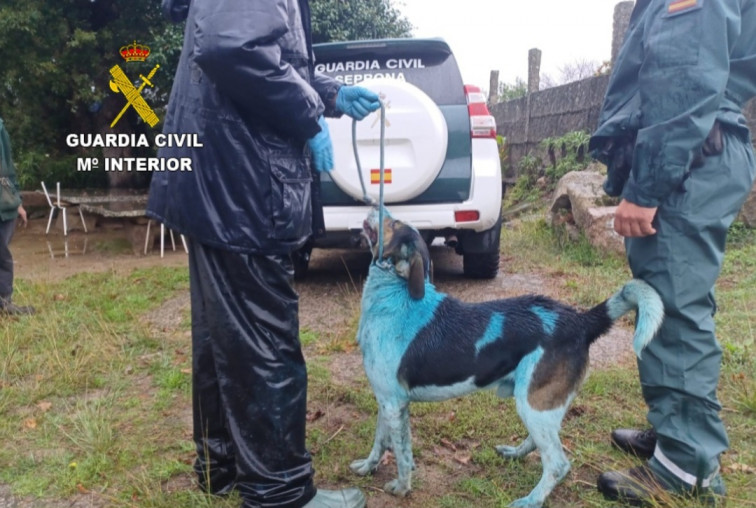 Tres perros en malas condiciones, uno de ellos teñido de azul, motivan la denuncia a un vecino de Marín