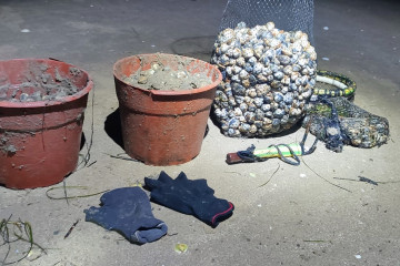 Almejas incautadas a tres furtivos que fueron sorprendidos por la Policía Local de Vigo en la playa de la ETEA.