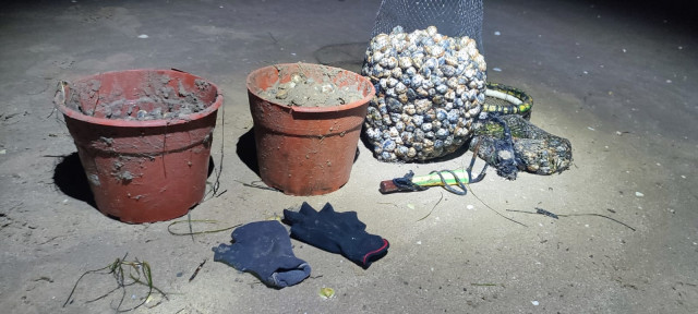 Almejas incautadas a tres furtivos que fueron sorprendidos por la Policía Local de Vigo en la playa de la ETEA.