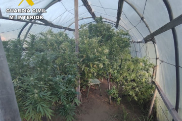 La Guardia Civil desmantela una plantación de marihuana en Cedeira (A Coruña)