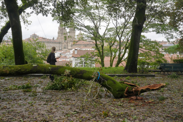 Un árbol caído a causa del viento provocado por la borrasca Kirk en el parque de la Alameda, a 9 de octubre de 2024, en Santiago de Compostela, A Coruña, Galicia (España). La Agencia Estatal de Meteorología (AEMET) ha puesto a Galicia en alerta naranja po