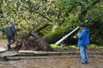 Un árbol caído a causa del viento provocado por la borrasca Kirk en el parque de la Alameda, a 9 de octubre de 2024, en Santiago de Compostela, A Coruña, Galicia (España).