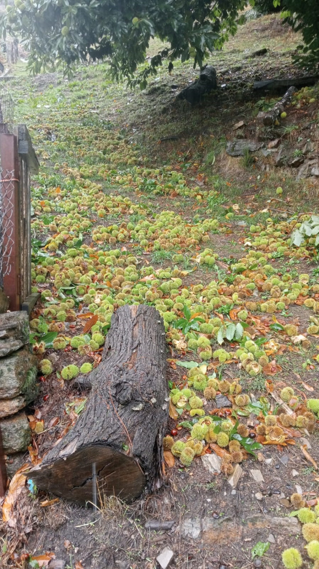 Daños en sotos de castaños en Viana do Bolo (Ourense)