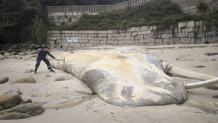 Kirk arrastra a una ballena de grandes dimensiones hasta la playa de Pampaído, Sanxenxo