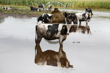 Vacas en un pasto inundado por el desbordamiento del río Anllo, a 9 de octubre de 2024, en Goá, Vilalba, Lugo, Galicia (España). La Agencia Estatal de Meteorología (AEMET) ha puesto a Galicia en a