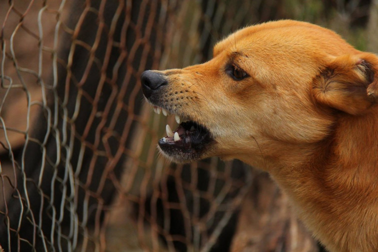 Un operario de un centro de cuidado de animales de Vigo, trasladado al hospital al ser atacado por un perro