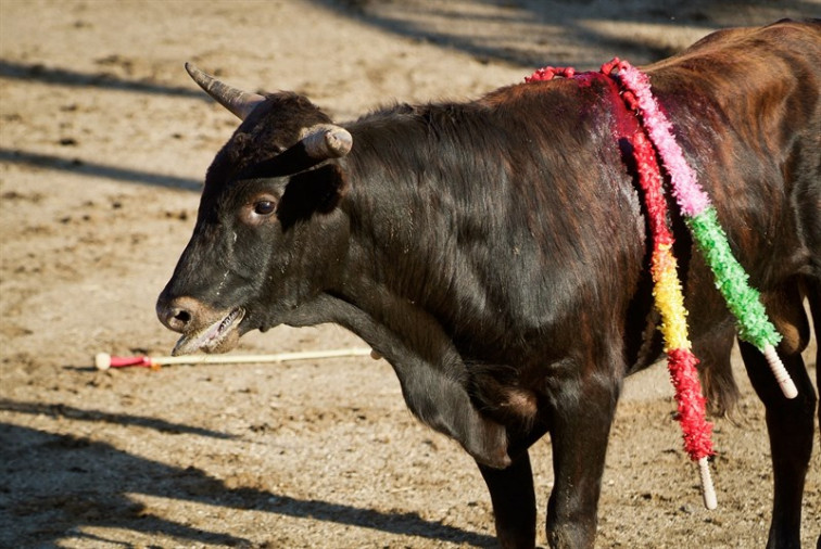 Mellor Sen Touradas afirma que unha ampla maioría dos galegos “aborrece” a tauromaquia