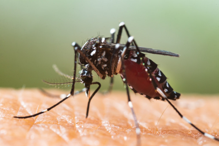 El mosquito tigre se estabiliza en Moaña, Vigo, Cangas, Redondela y Vilaboa según Sanidade