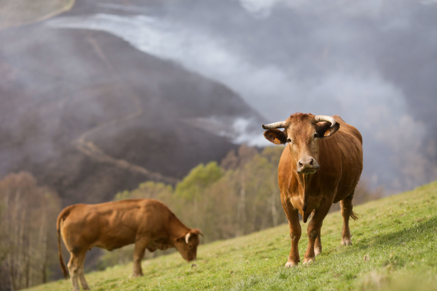 Archivo - Varias vacas pastan con un fonde de monte quemado en O Sollío, a 30 de marzo de 2023, en O Sollío, Baleira, Lugo, Galicia (España). El incendio forestal declarado en Baleira (Lugo) continúa activo y afecta ya a 1.100 hectáreas, según recoge el ú