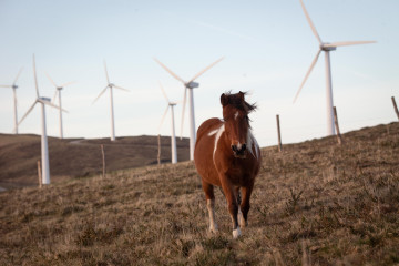 Archivo - Un caballo pasea en el parque eólico de Vilachá, a 15 de marzo de 2024, en Lugo, Galicia (España). Dicho parque, que se encuentra entre los concellos lucenses de Ourol y Muras, ha visto p