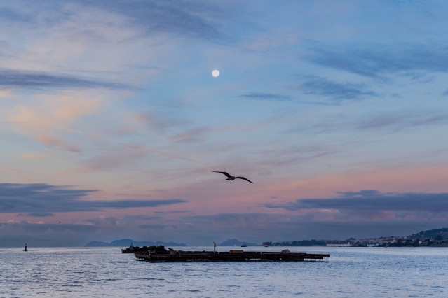 Archivo - Una batea para pescar mejillones, a 2 de septiembre, en Pontevedra, Galicia (España). La alta temperatura del agua, sin viento norte y el continuo desove del mejillón alarman a los 'bateeiros'. El sector explica que la concha tiene 