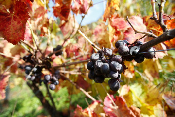 Racimo de uvas en una vid, a 1 de noviembre de 2024, en Sober, Lugo, Galicia (España). La falta de mano de obra para hacer la recolección de las manzanas y las uvas en la provincia de Lugo ha provoc