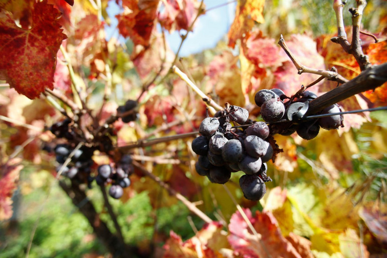 Productores de uva: habrá 