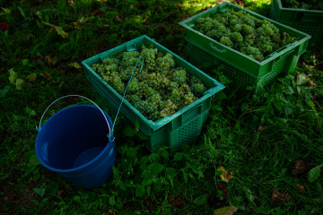 Archivo - Varias cajas llenas de uvas durante la época de vendimia, a 8 de septiembre de 2023, en Meaño, Pontevedra, Galicia (España). La Denominación de Origen Rías Baixas es una pequeña zona d