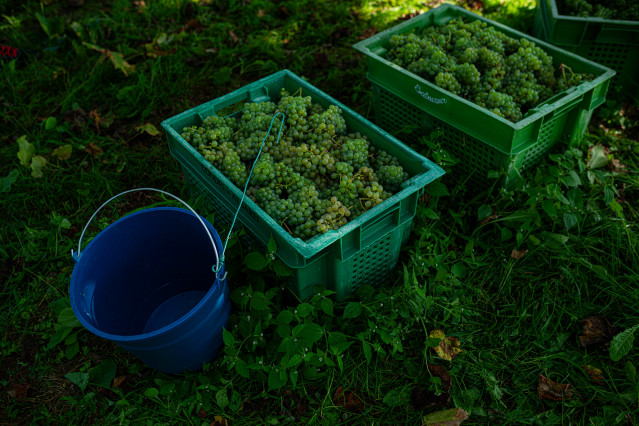 Archivo - Varias cajas llenas de uvas durante la época de vendimia, a 8 de septiembre de 2023, en Meaño, Pontevedra, Galicia (España). La Denominación de Origen Rías Baixas es una pequeña zona del Noroeste de España, en la que 5.011 viticultores, más de 1