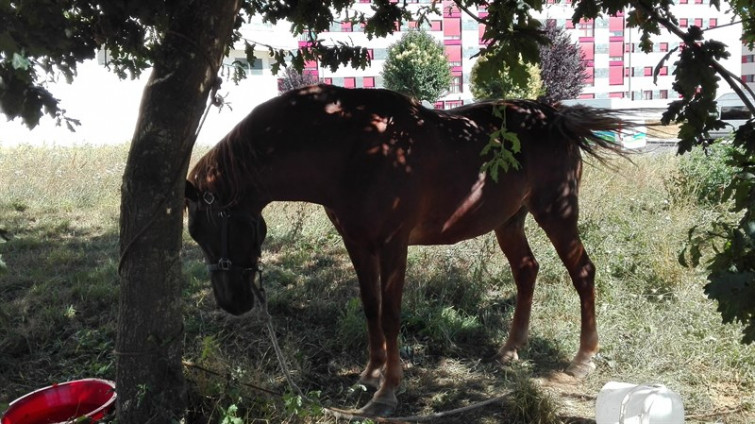 ​Abandonan atada nun solar de Lugo a unha egua ferida nunha pata