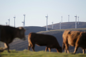 Archivo - Varias vacas caminan frente a aerogeneradores en el Parque eólico de Montouto, de la Serra do Xistral, en la comarca de Terra Cha.