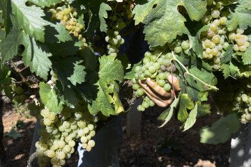 Archivo - Vendimia y carga de uvas en contenedor en una de las viñas que abastecen a la bodega Pazo do Mar en Feá, a 8 de septiembre de 2023, en El Olivar, concello de Toén, Ourense, Galicia (Espa