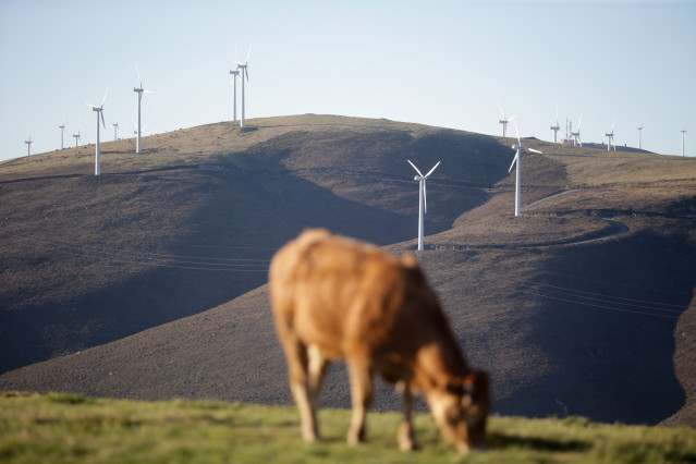 Archivo - Una vaca pasta frente a un grupo de aerogeneradores.