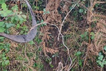 Investigado un vecino de A Laracha (A Coruña) por la colocación de lazos no selectivos en varias plantaciones de maíz.