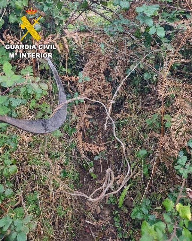 Investigado un vecino de A Laracha (A Coruña) por la colocación de lazos no selectivos en varias plantaciones de maíz.