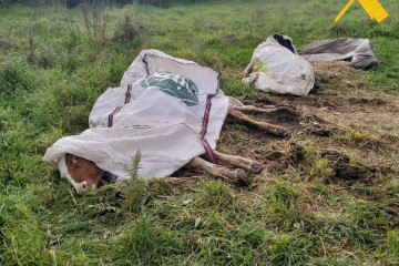 Reses desnutridas y enfermas localizadas en una explotación ganadera de Chantada (Lugo), cuyo responsable es investigado como presunto autor de un delito de maltrato animal.