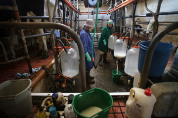 Archivo - Dos mujeres trabajan durante el ordeño en la ganadería Bértolos e Serranos, a 19 de febrero de 2023, en Macedo, Friol, Lugo, Galicia (España). La ganadería Bértolos e Serranos produce 